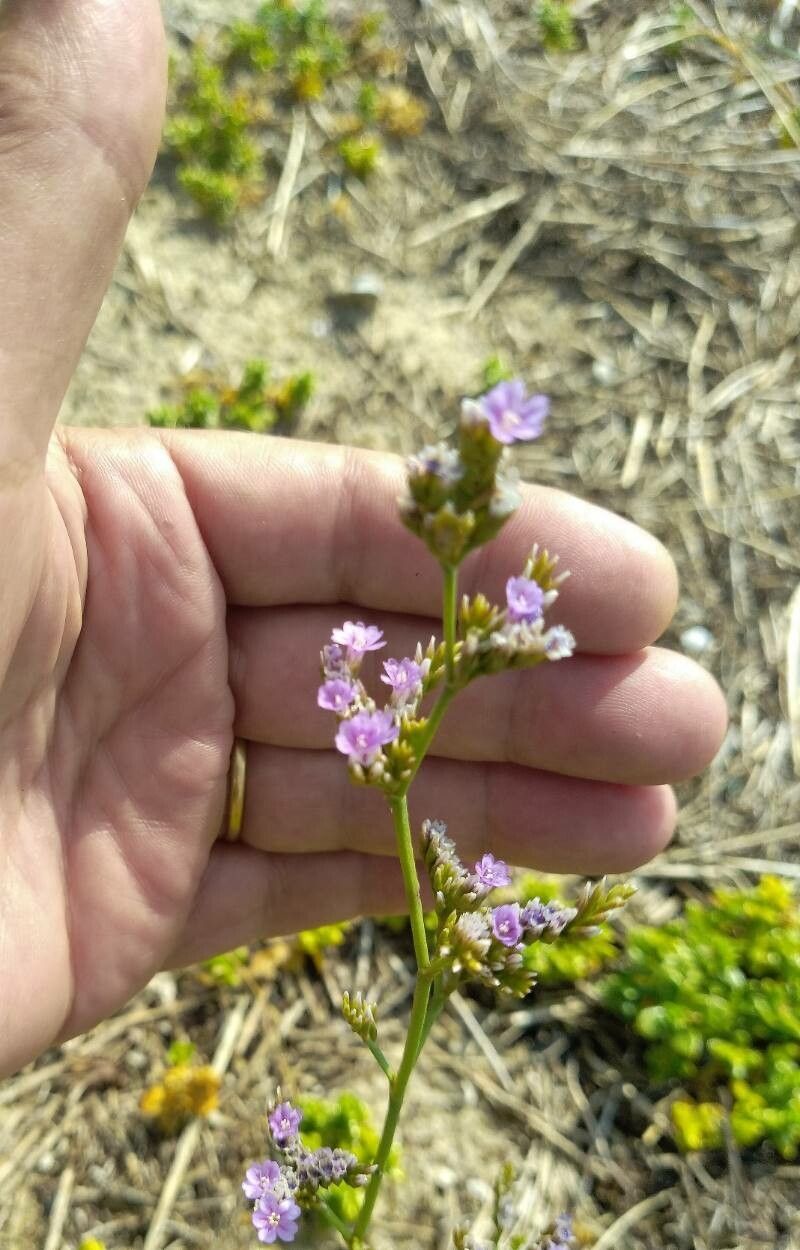 Limonium dodartii flower