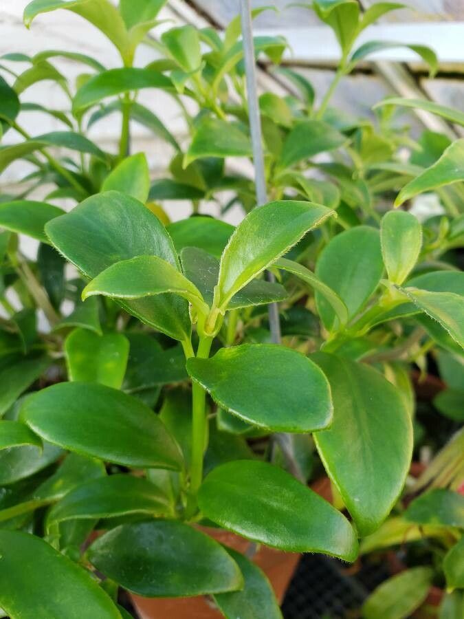 Nematanthus crassifolius