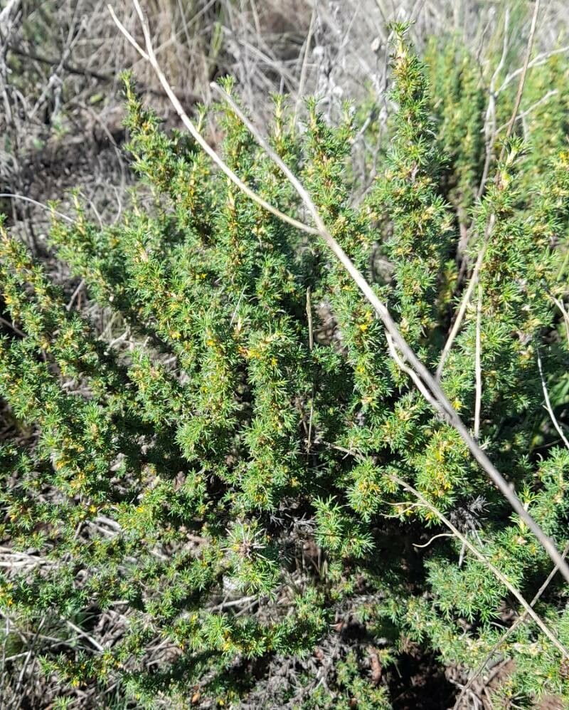 Margyricarpus pinnatus habit