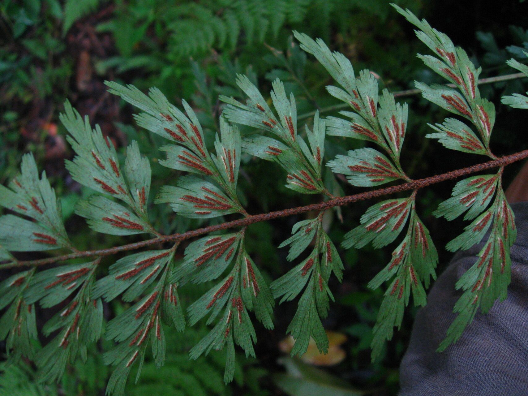 Asplenium aethiopicum fruit