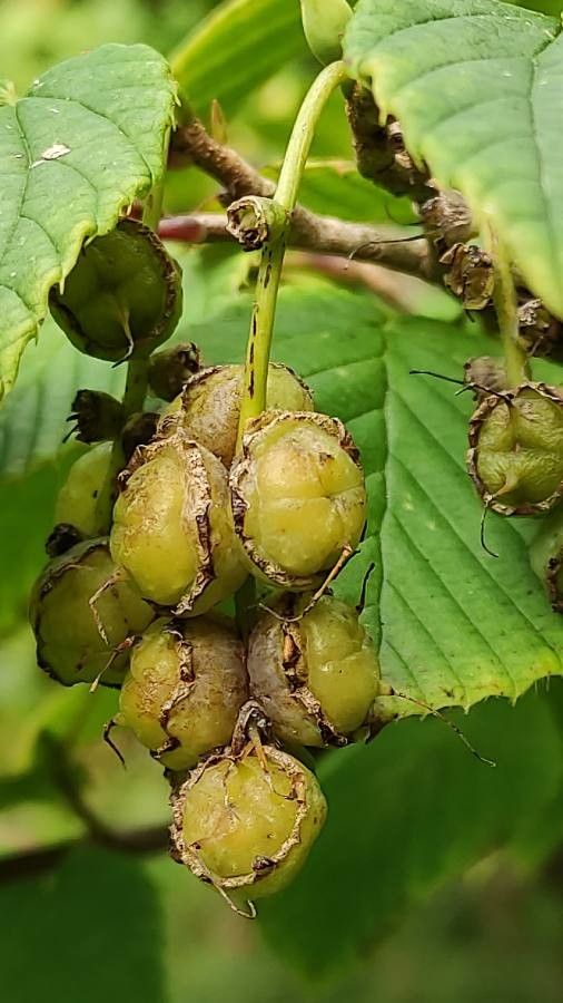 Corylopsis himalayana fruit