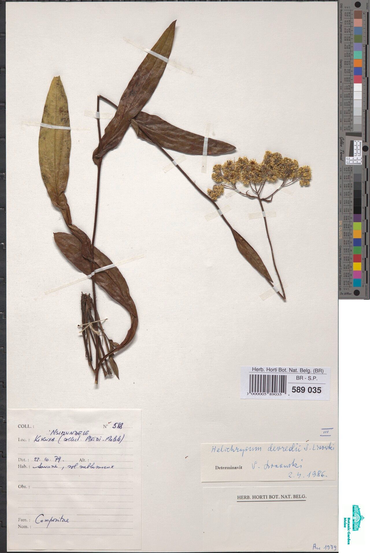 Helichrysum devredii — search result for 'Helichrysum'