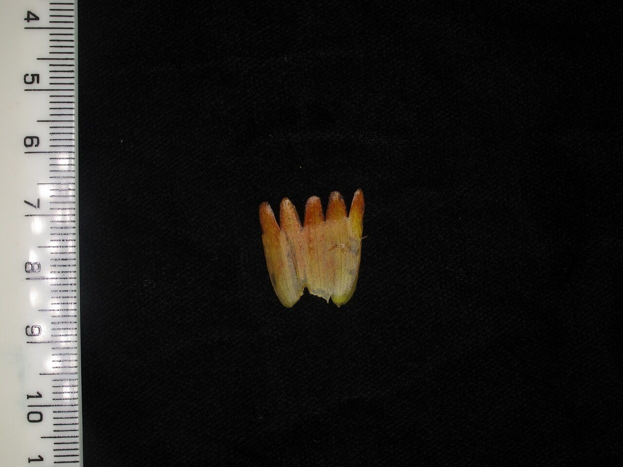 Aeschynanthus hookeri fruit