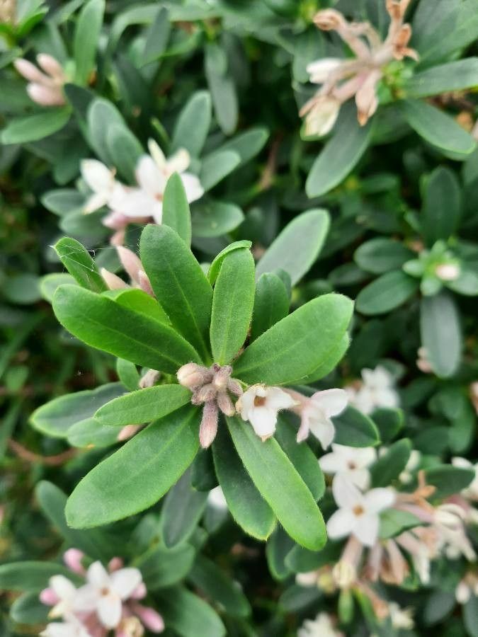 Daphne tangutica — search result for 'Daphne'