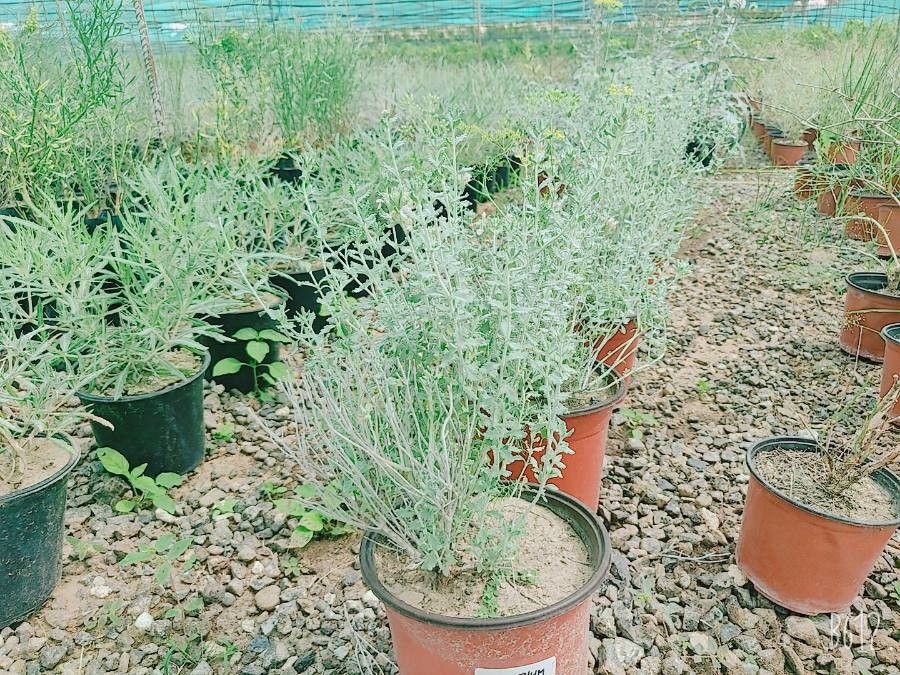 Teucrium stocksianum flower