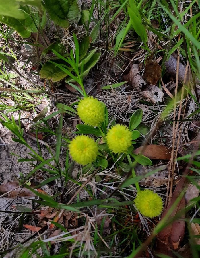 Polygala lutea habit