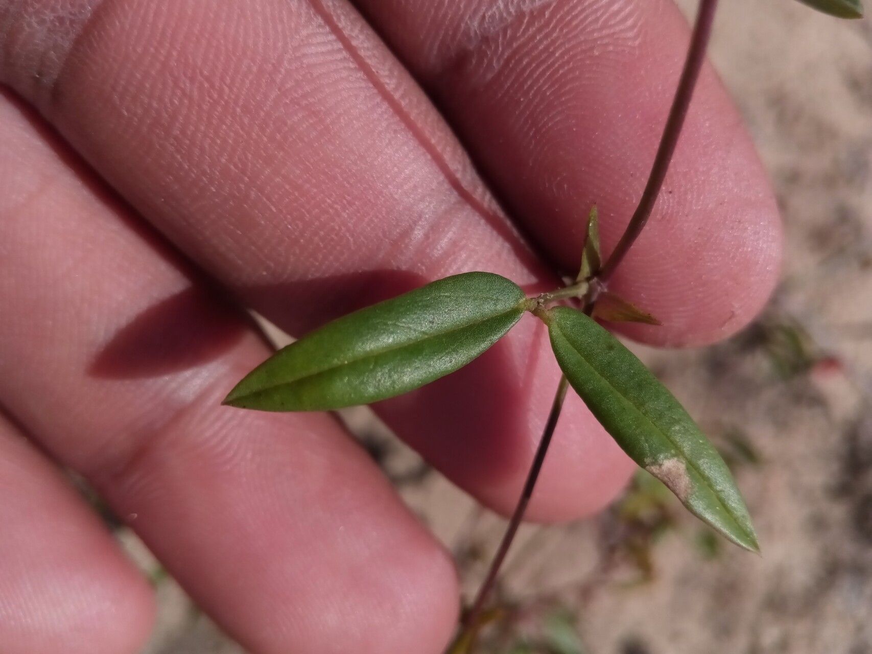 Zornia puberula — houseplant care guide