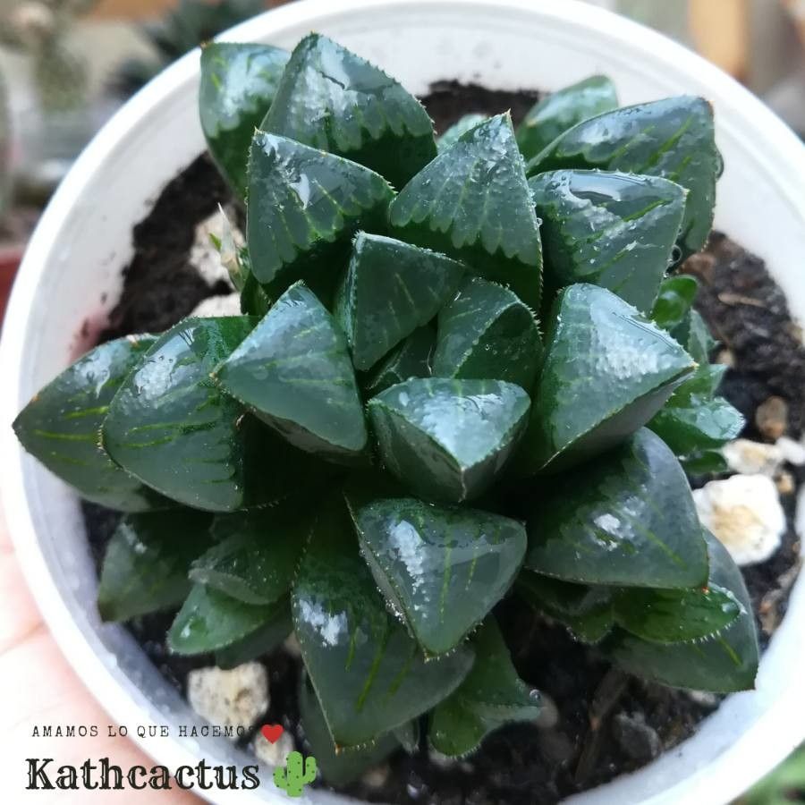 Haworthia retusa bark