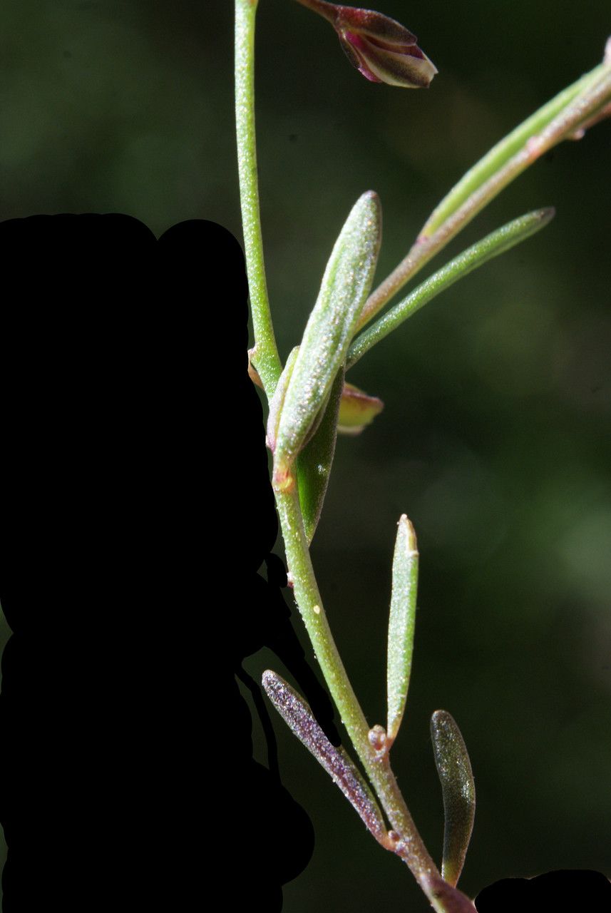 Polygala exilis leaf