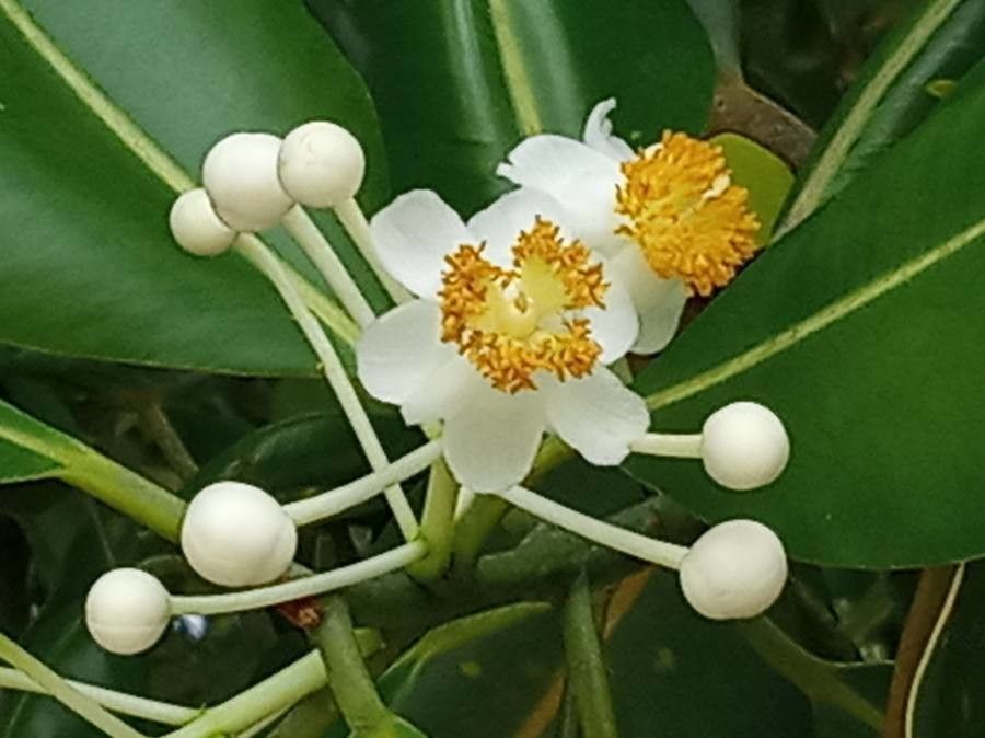 Calophyllum inophyllum flower