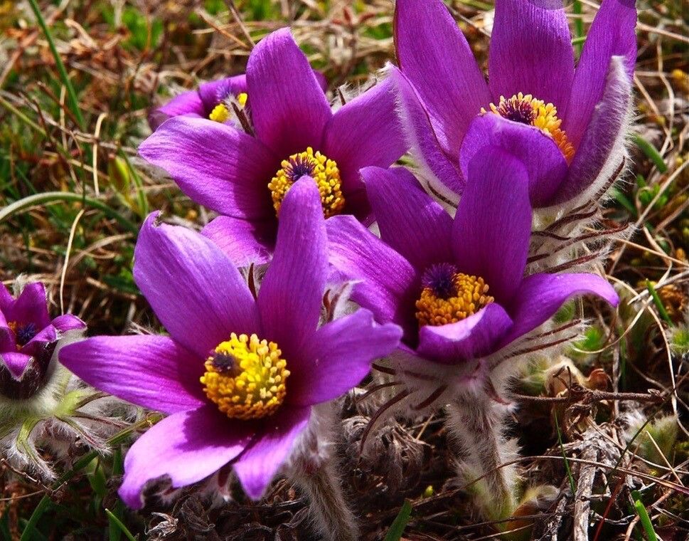 Pulsatilla tenuiloba — search result for 'Pulsatilla'