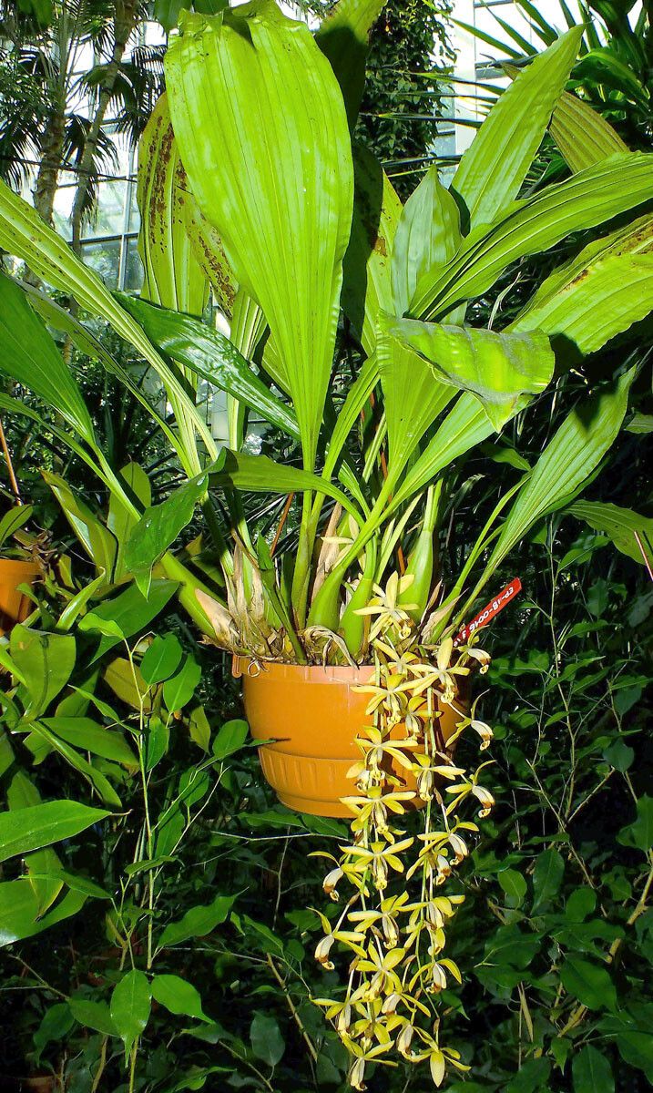 Dendrobium munificum — search result for 'Dendrobium'