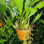 Dendrobium munificum