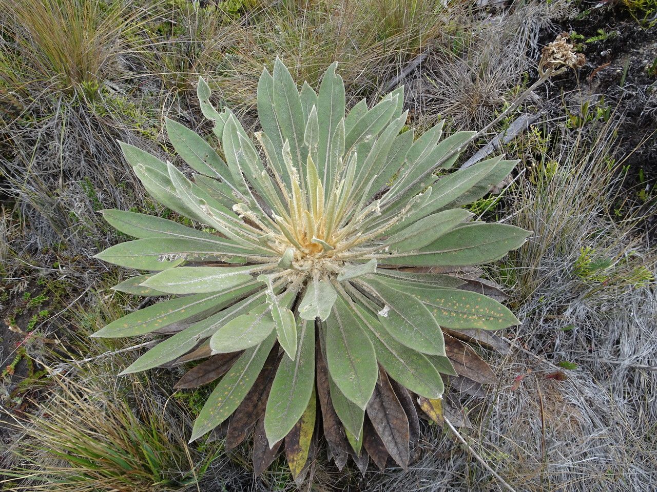 Espeletia corymbosa habit