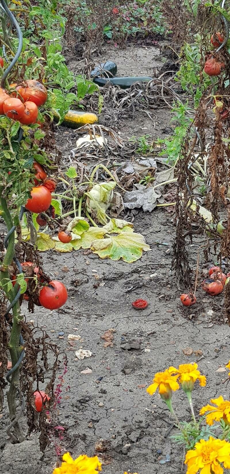 Cucumis trigonus — search result for 'Egypt'