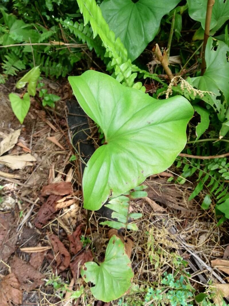 Cercestis congensis — related species from the same genus