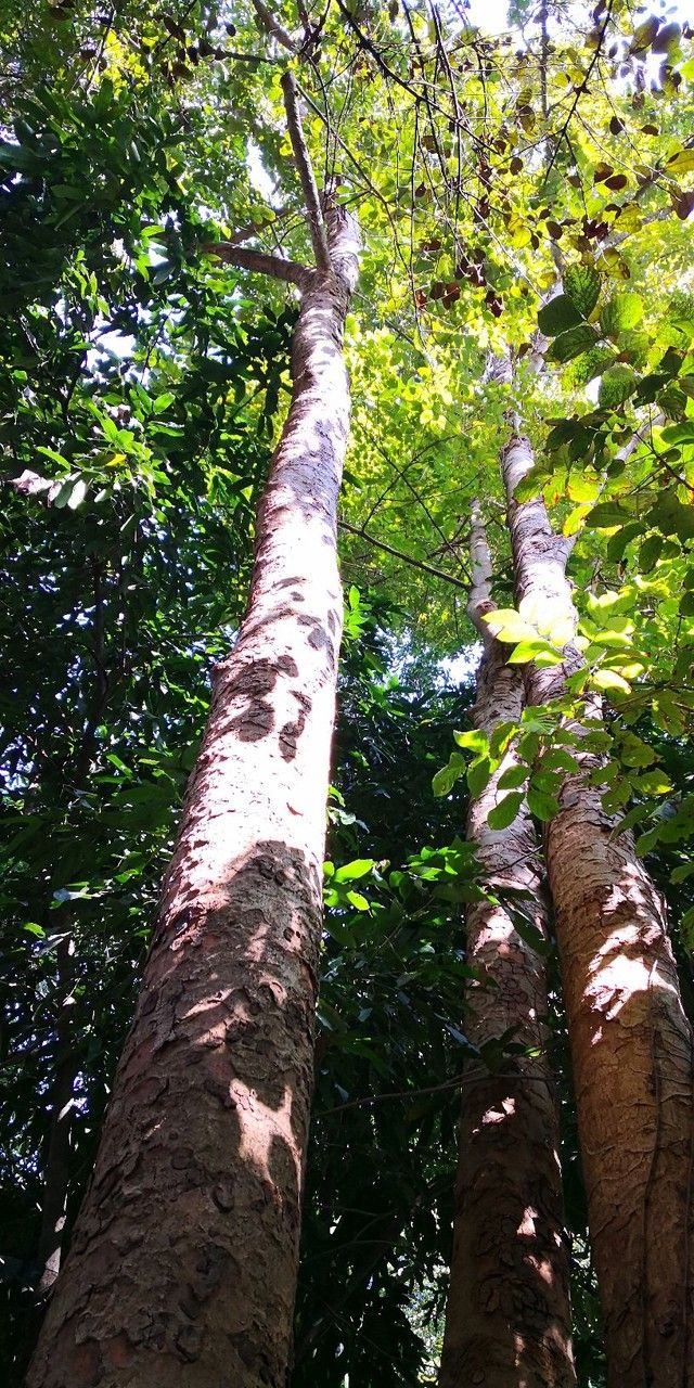 Xylia xylocarpa habit