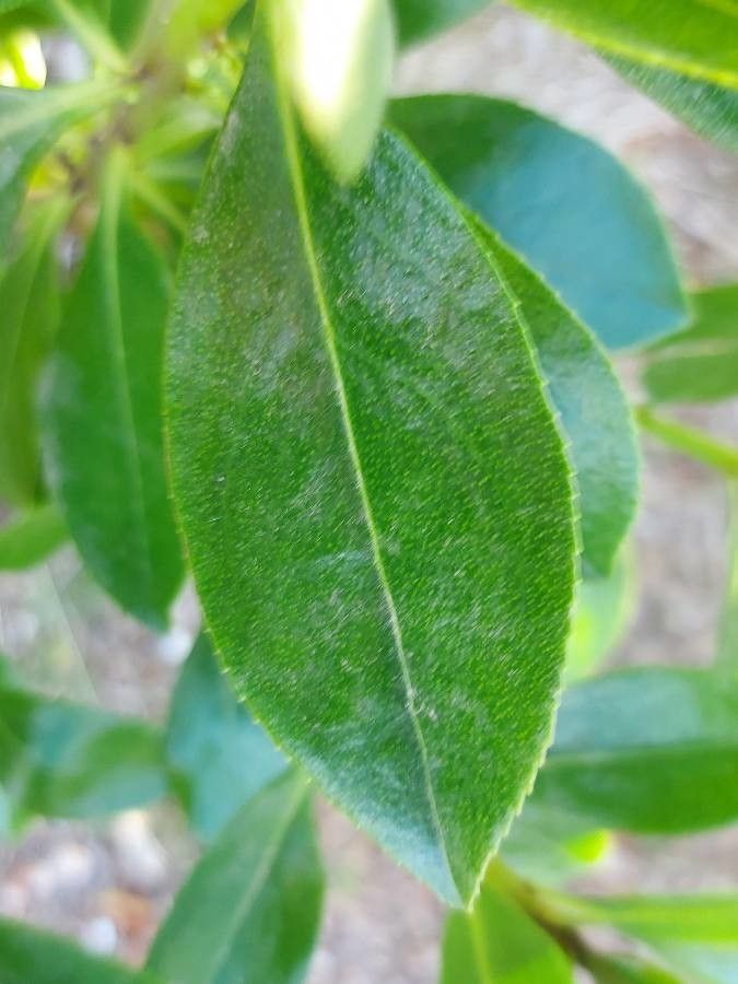 Myoporum tetrandrum leaf