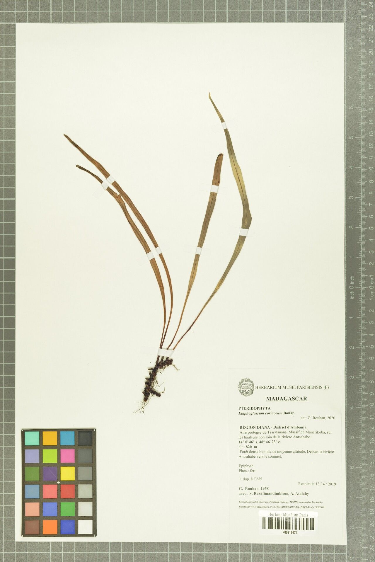 Elaphoglossum coriaceum — houseplant care guide