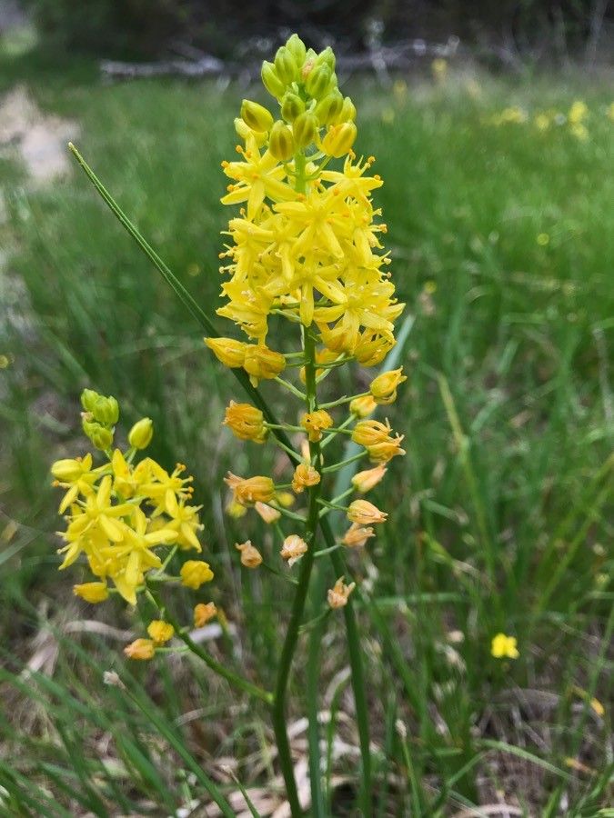 Schoenolirion croceum — search result for 'Agave'