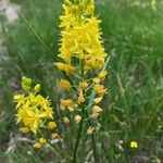 Schoenolirion croceum