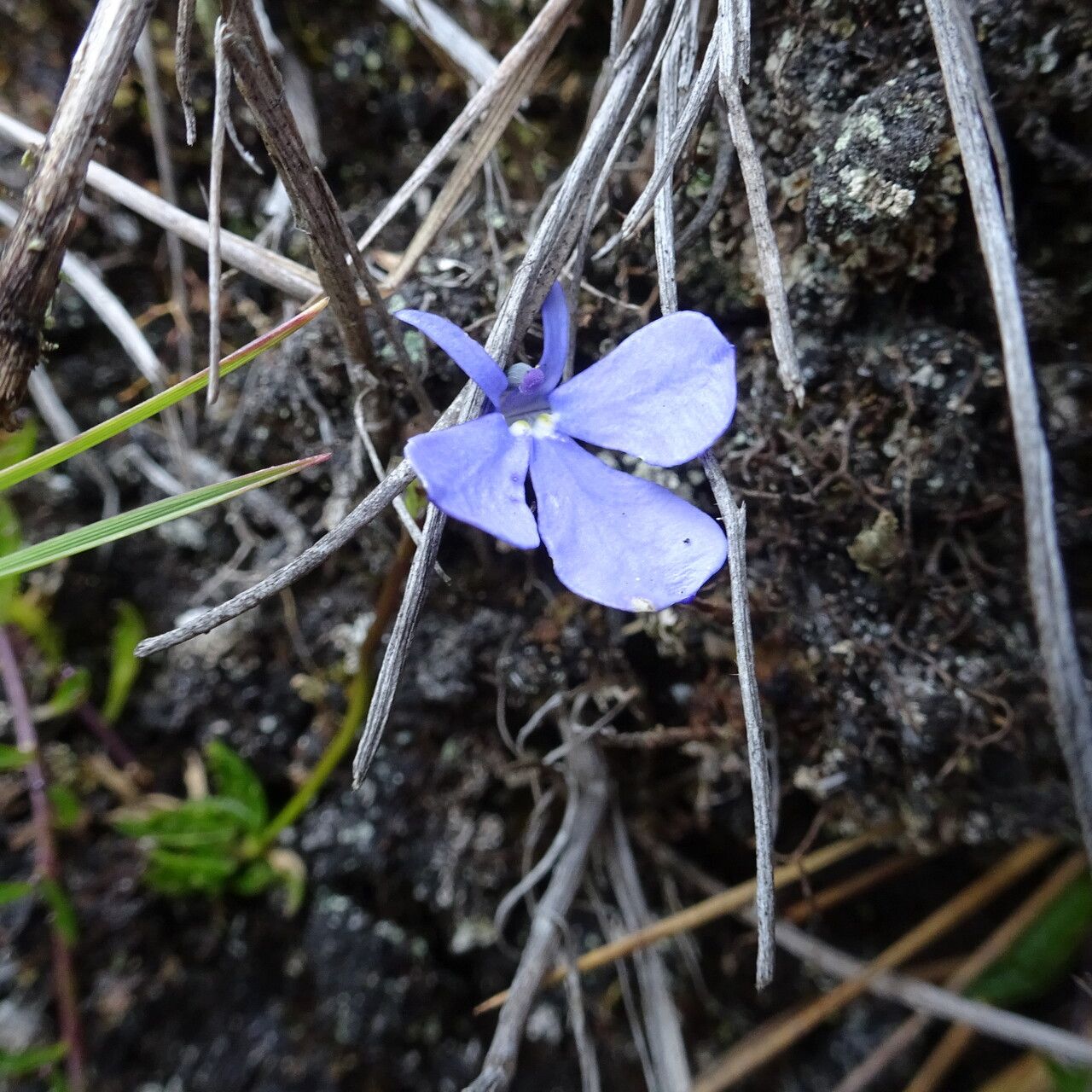 Lobelia tenera habit