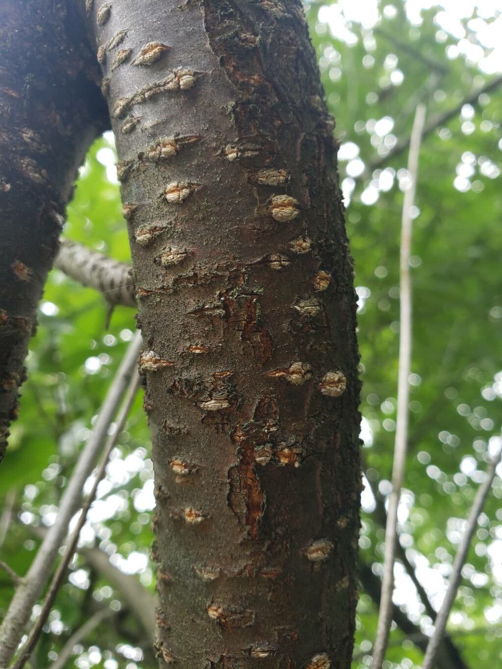Prunus nigra bark
