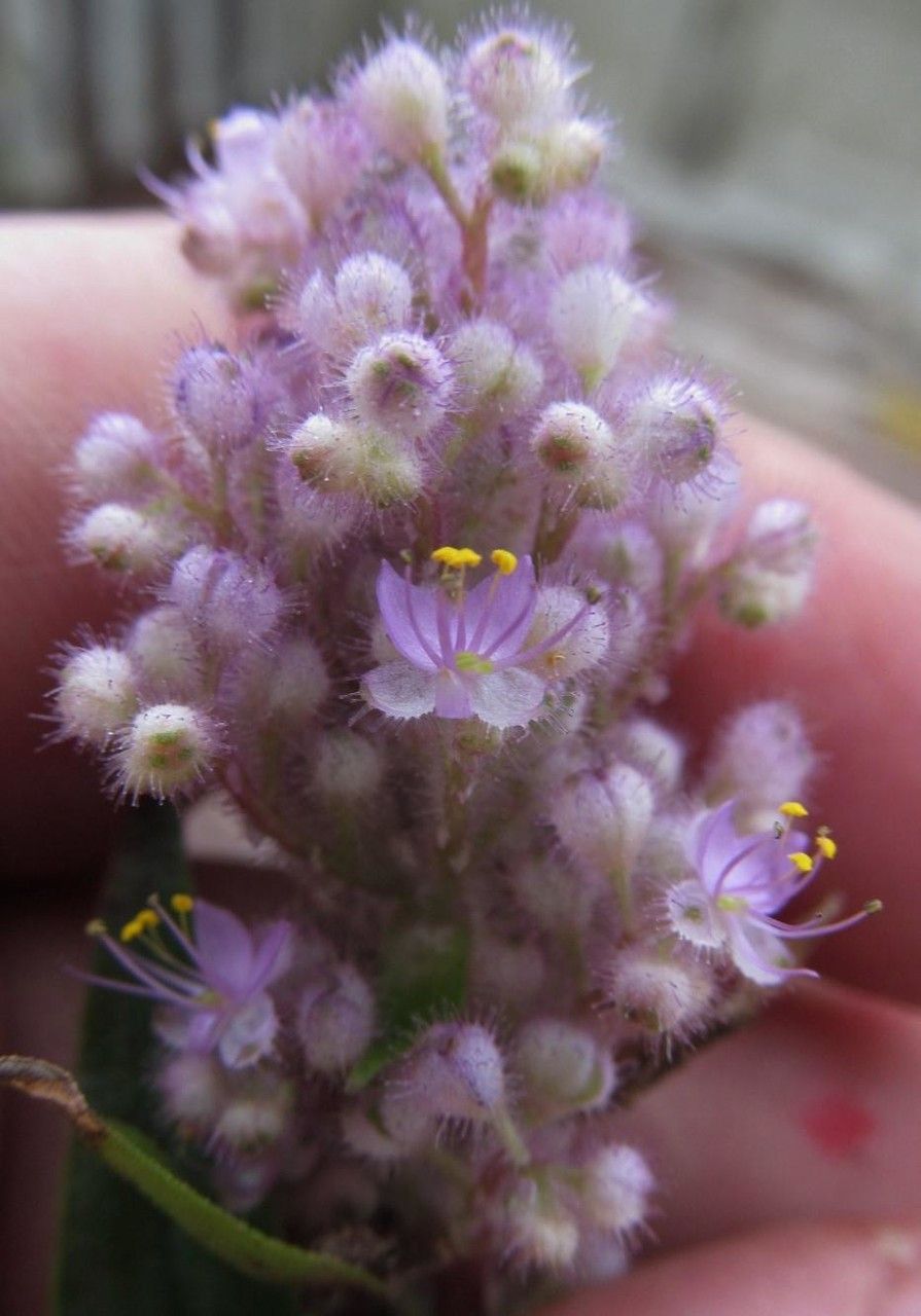 Floscopa glabrata flower