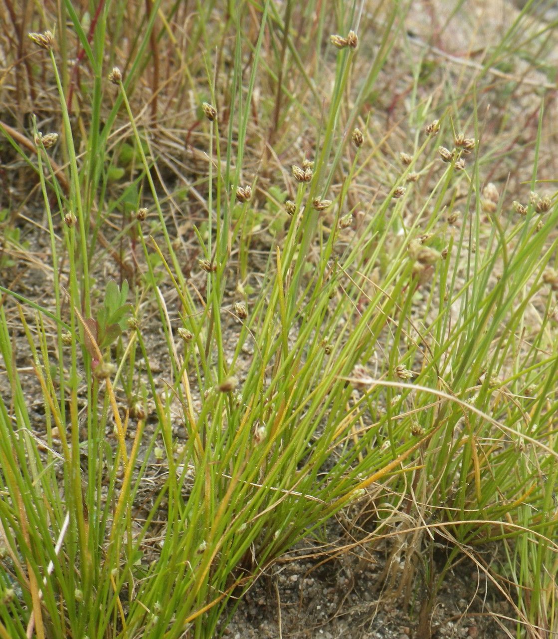 Isolepis pseudosetacea habit