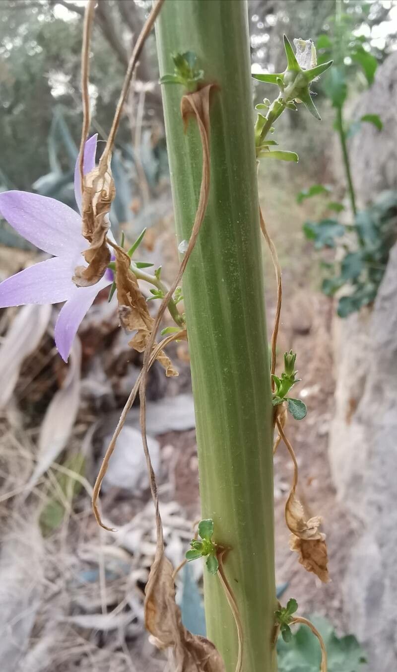 Campanula pyramidalis bark