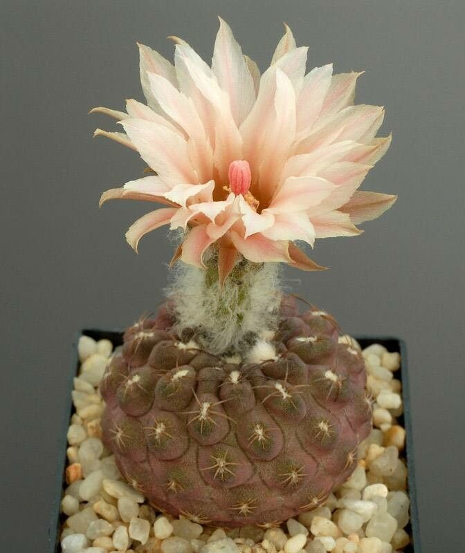 Eriosyce glabrescens habit