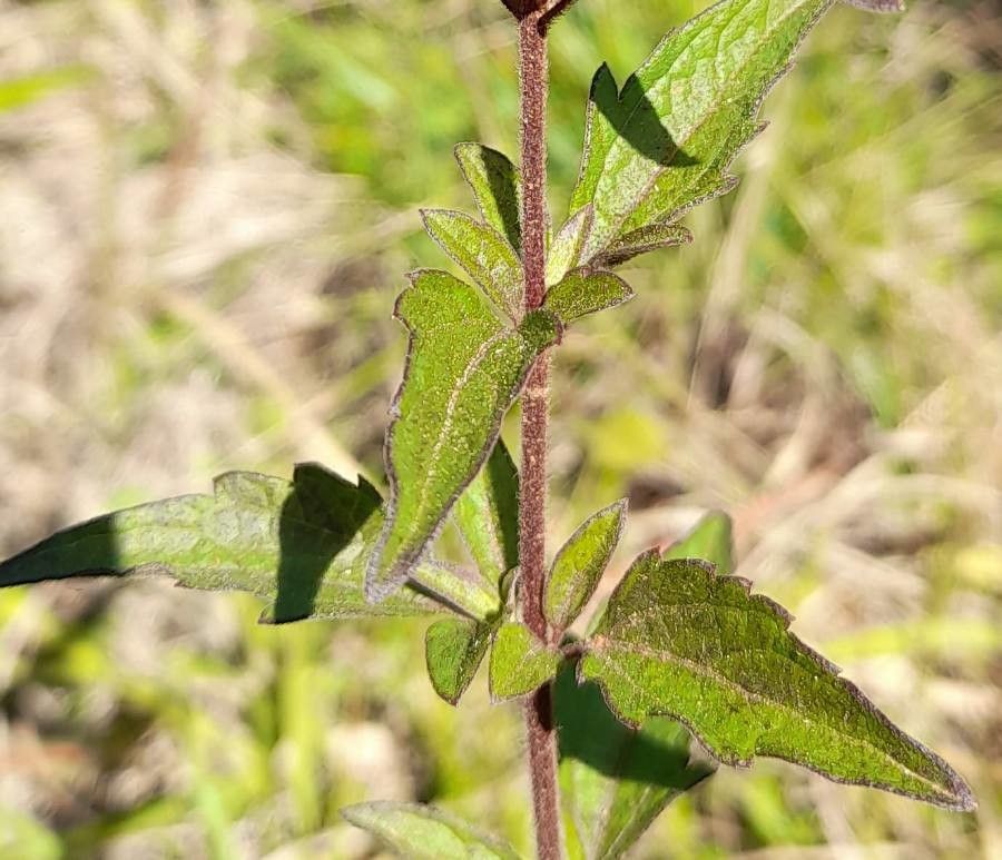 Chromolaena verbenacea — search result for 'Chromolaena'