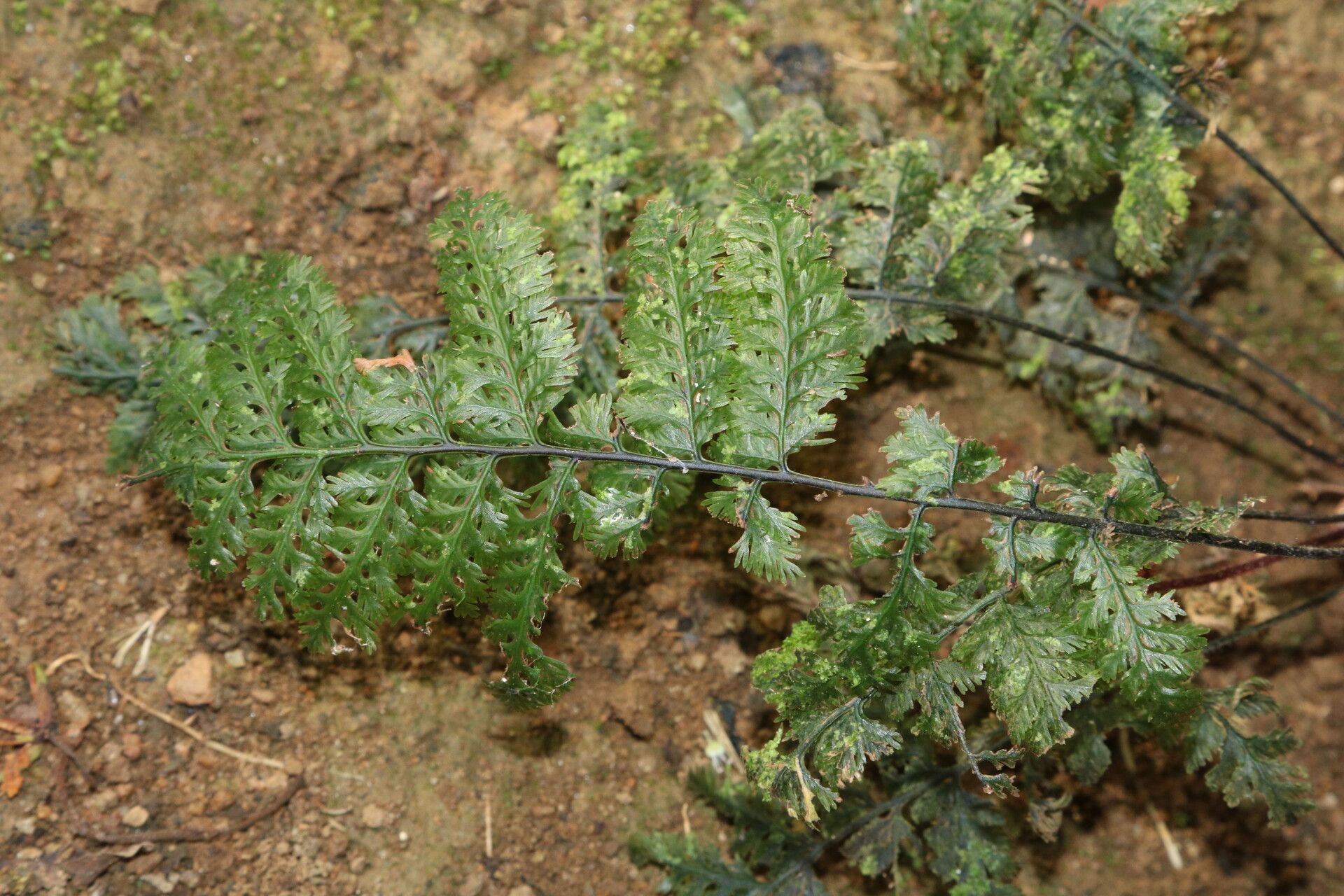 Trichomanes rigidum leaf