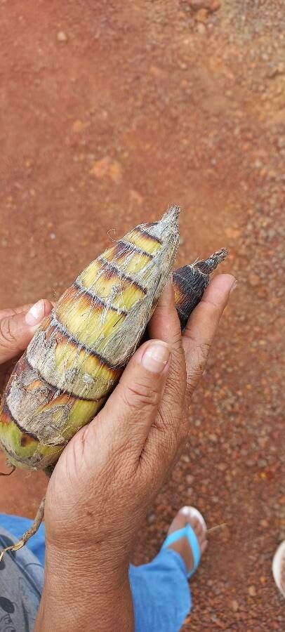 Phyllostachys edulis — search result for 'Phyllostachys'