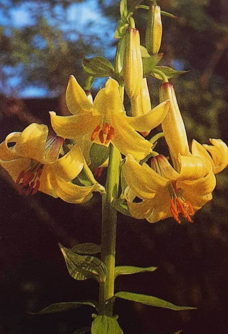 Lilium szovitsianum — houseplant care guide