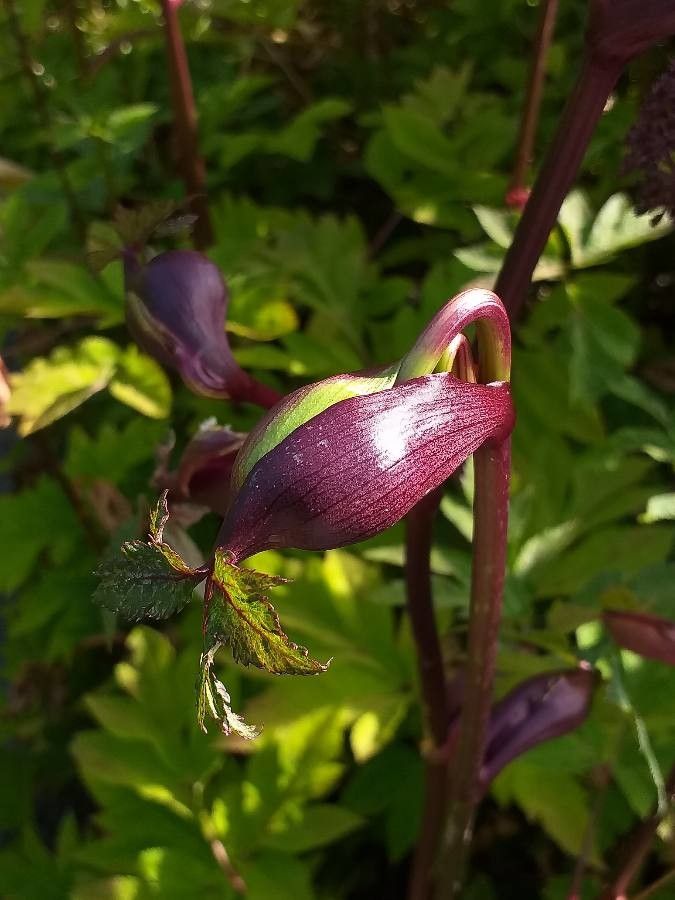 Schisandra chinensis fruit