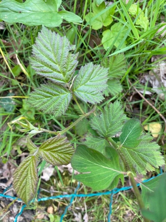 Rubus pruinosus leaf