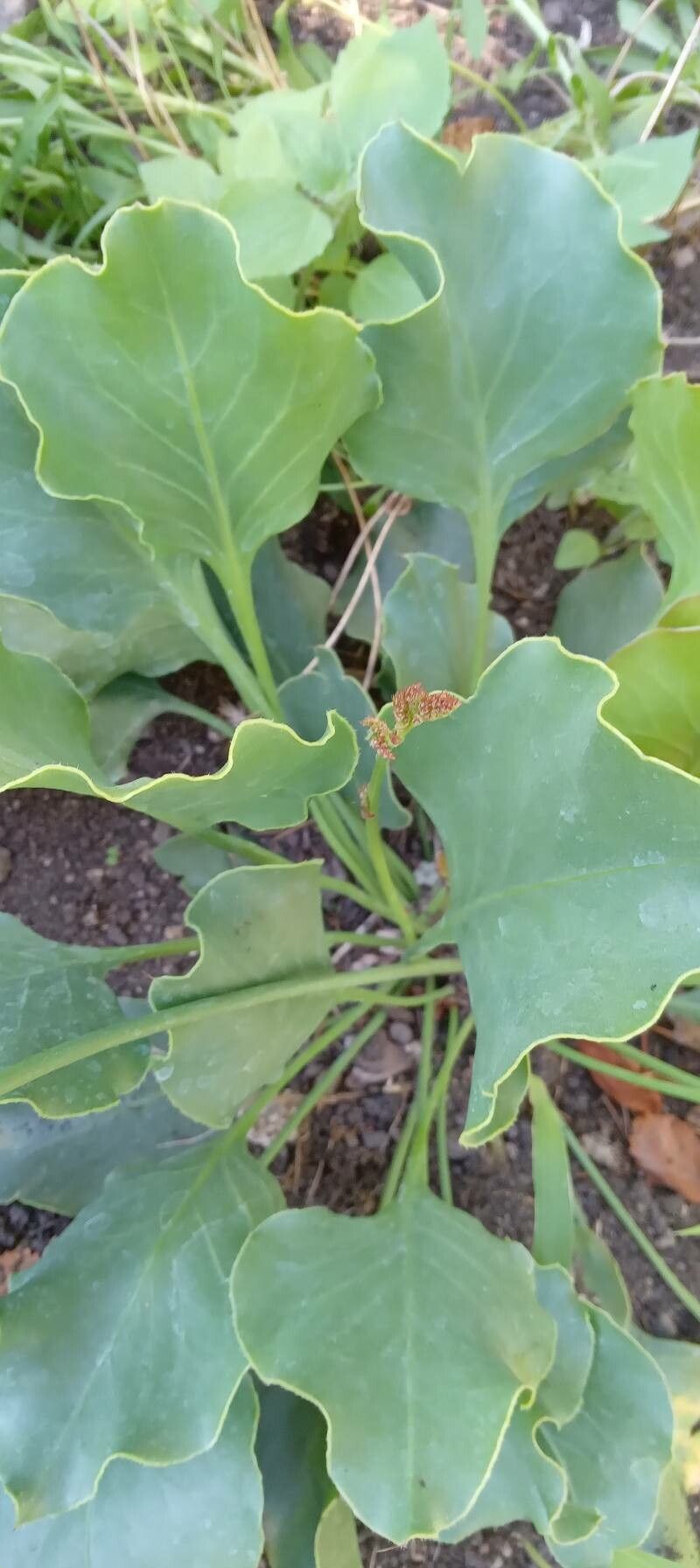 Limonium perezii — large blooms houseplant