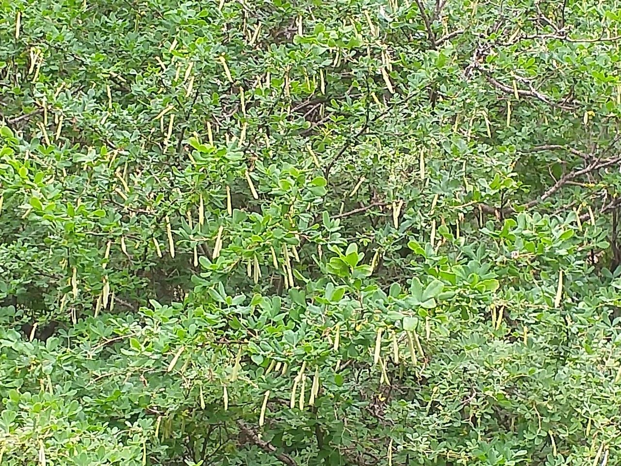 Caragana frutex fruit