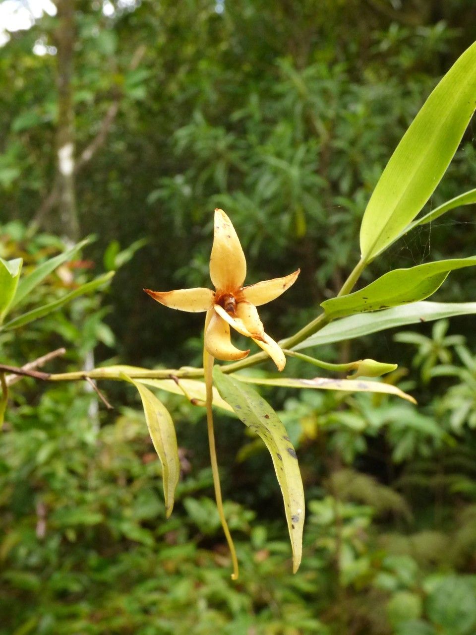 Angraecum ramosum flower