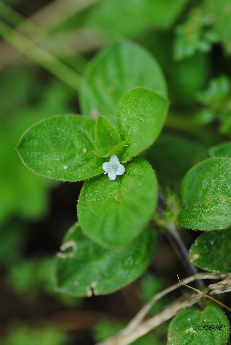 Spermacoce latifolia flower