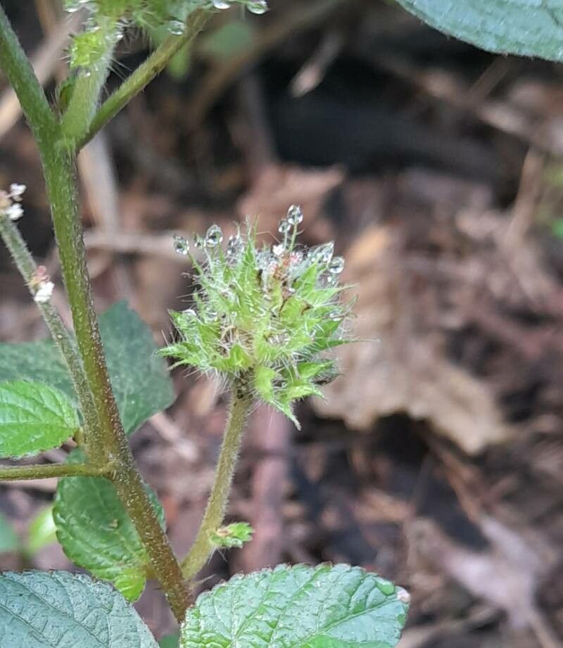 Acalypha arvensis flower