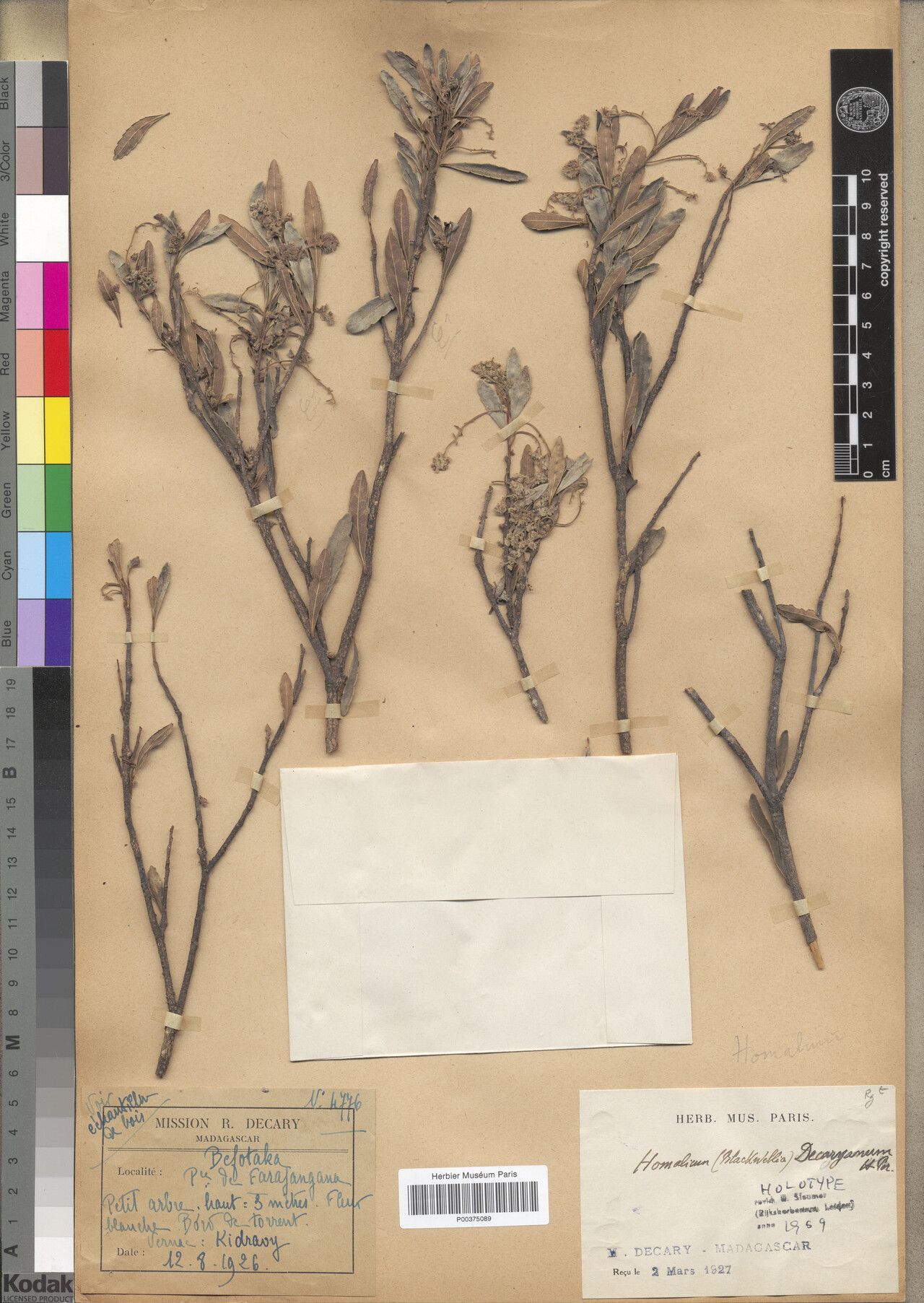 Homalium decaryanum — houseplant care guide