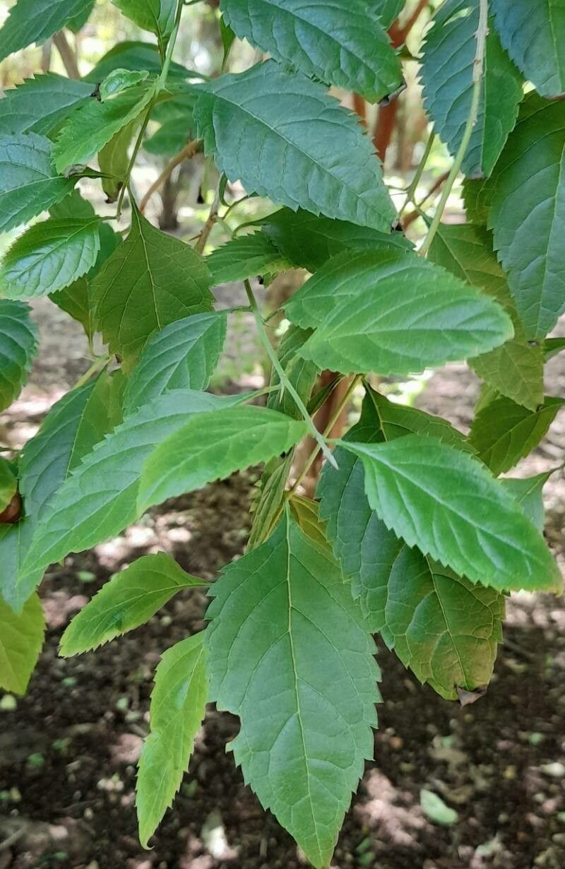 Citharexylum joergensenii — related species from the same genus