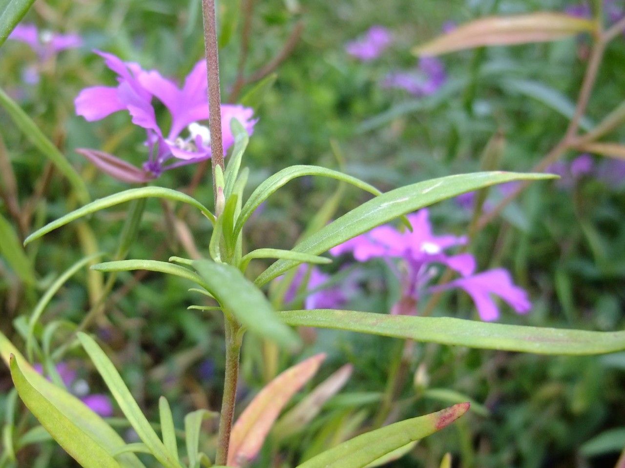Clarkia pulchella habit