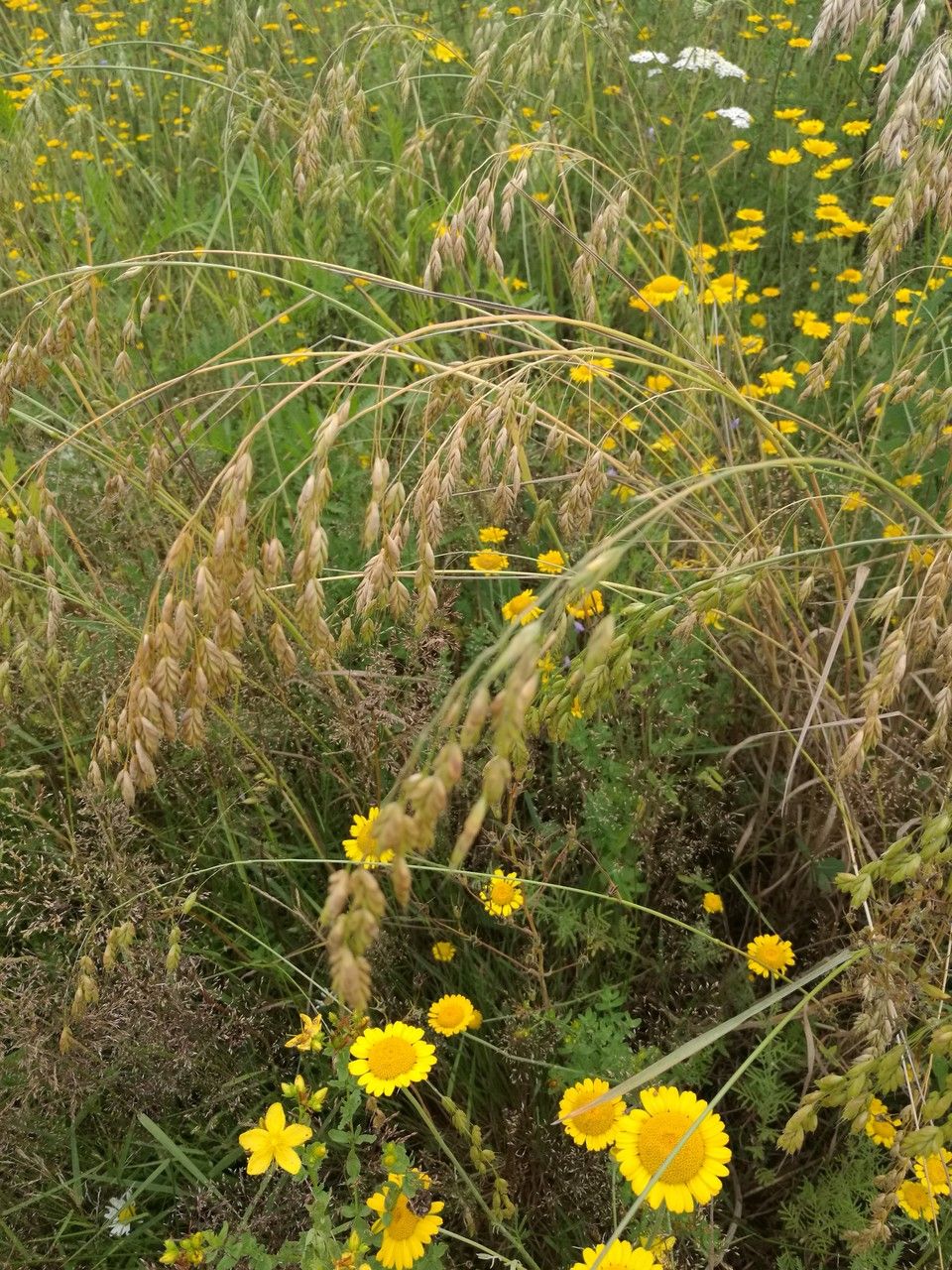 Bromus secalinus — search result for 'Bromus'