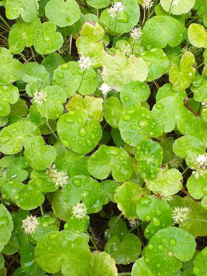 Hydrocotyle leucocephala flower