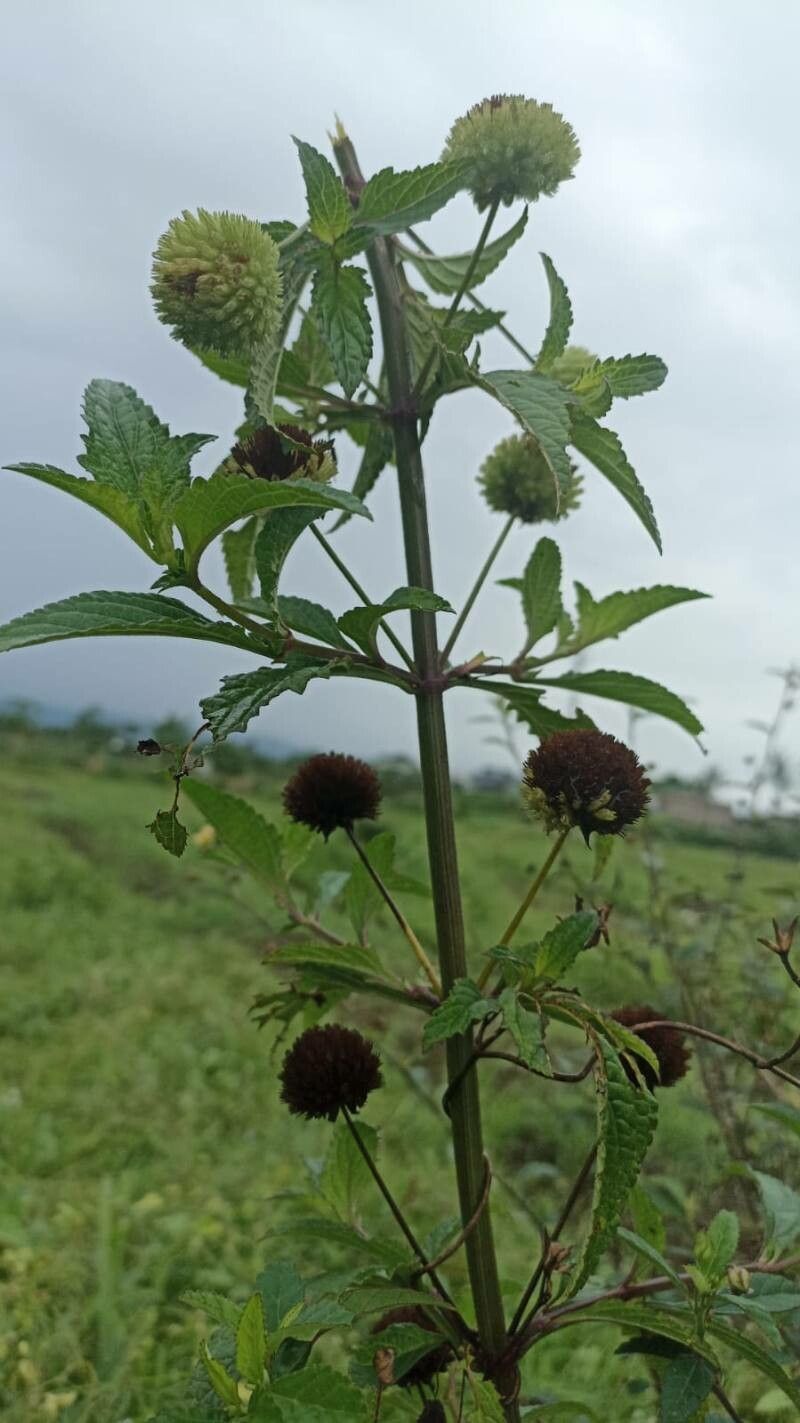 Hyptis capitata flower
