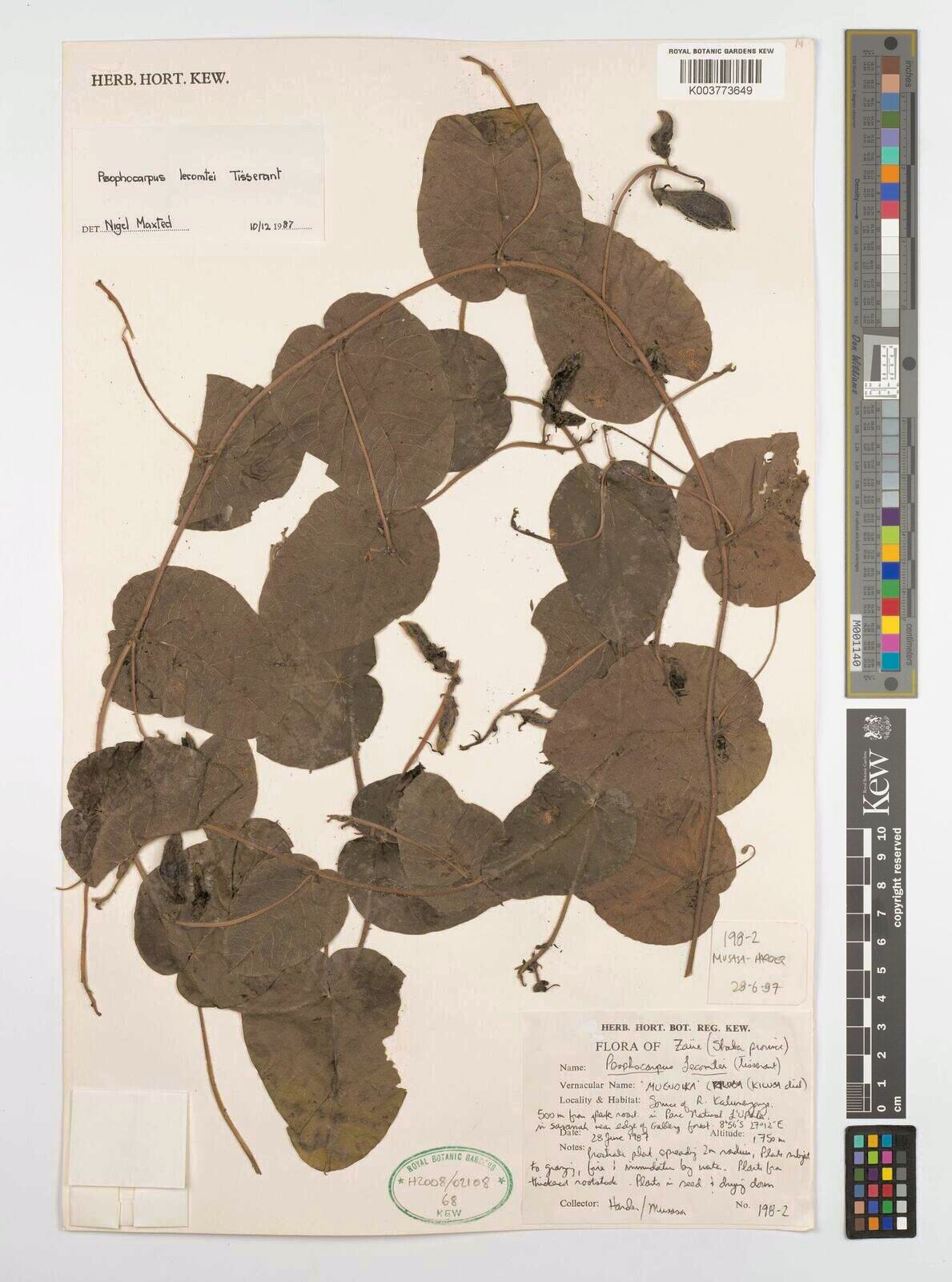 Psophocarpus lecomtei — related species from the same genus