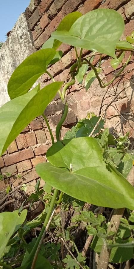 Tinospora crispa leaf